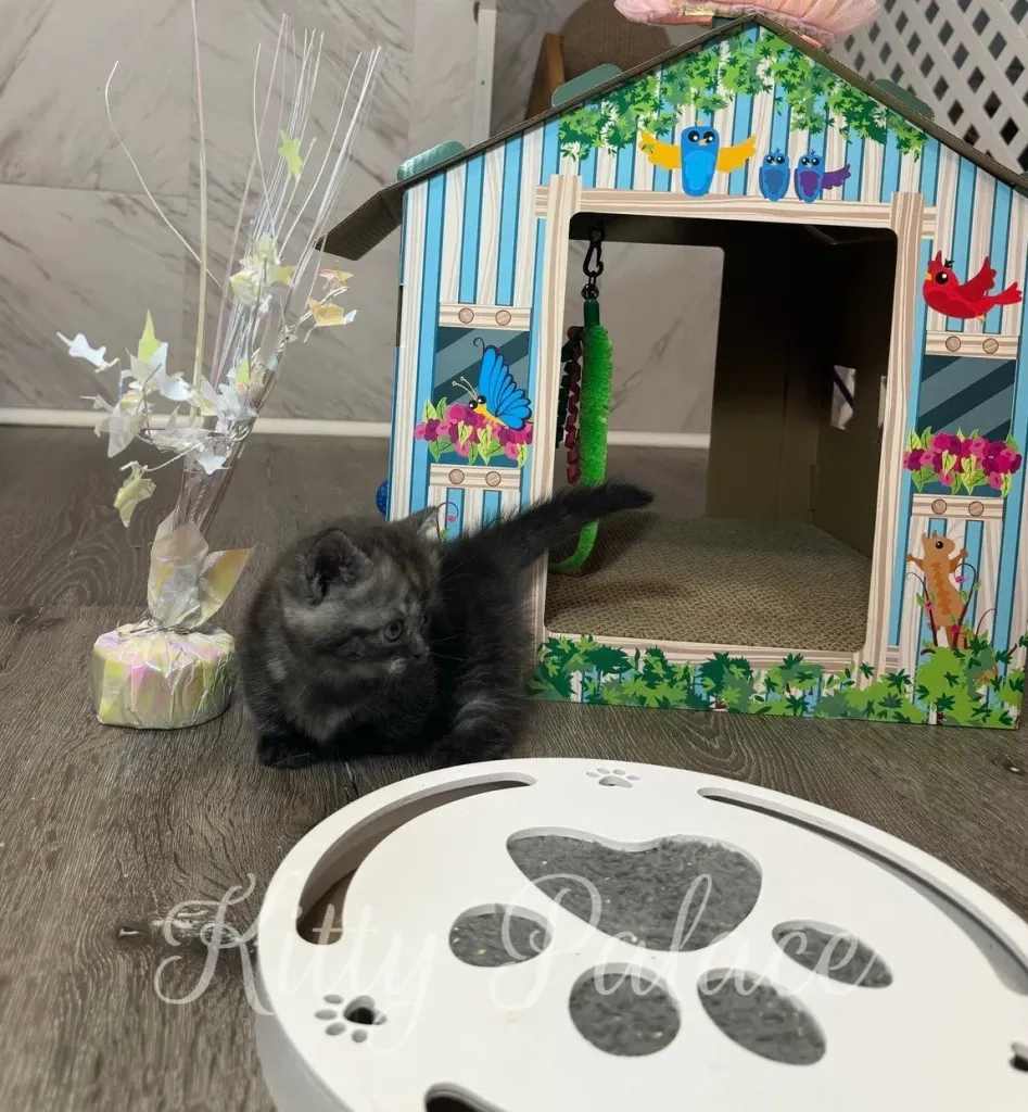 Scottish Straight Munchkin kitten playing with green toy on top of interactive structure.