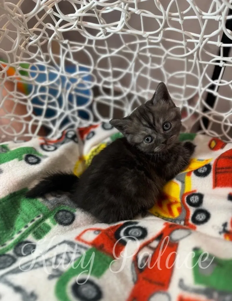 Black smoke Munchkin kitten lounging peacefully in a baby swing chair.