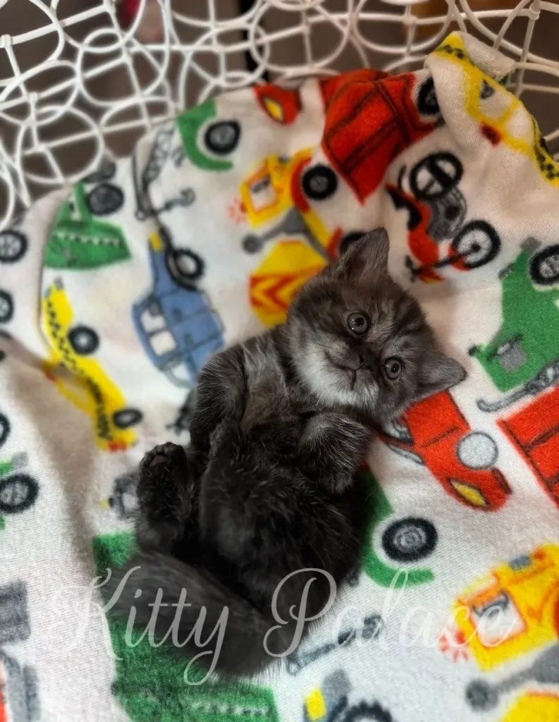 Sweet Scottish Munchkin kitten gazes up from a cozy round swing in NYC.