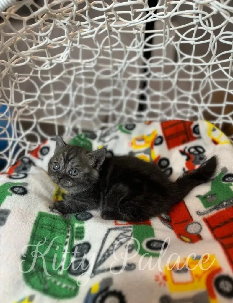 Munchkin Cat for Sale NYC showing tiny fangs and tongue while lounging on back.