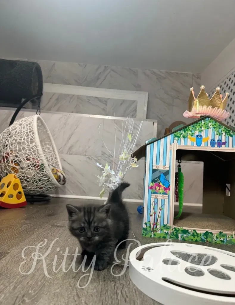 Black smoke kitten Nicta curiously looks up while sitting inside a blue tower toy.
