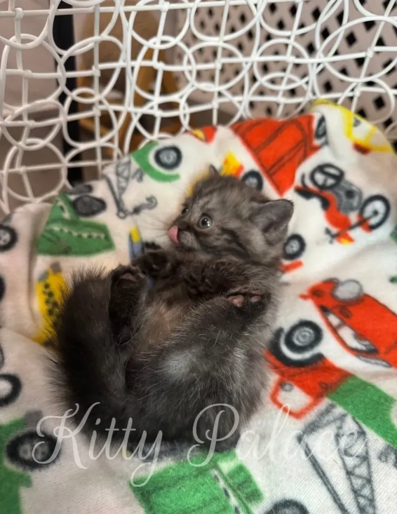 Relaxed kitten Nicta lying on her back in a swing, showing her soft paws and belly.