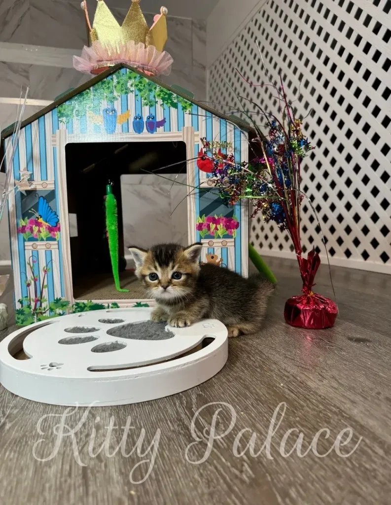 Tom looks into the camera beside his colorful cottage (munchkin kittens for sale NY)