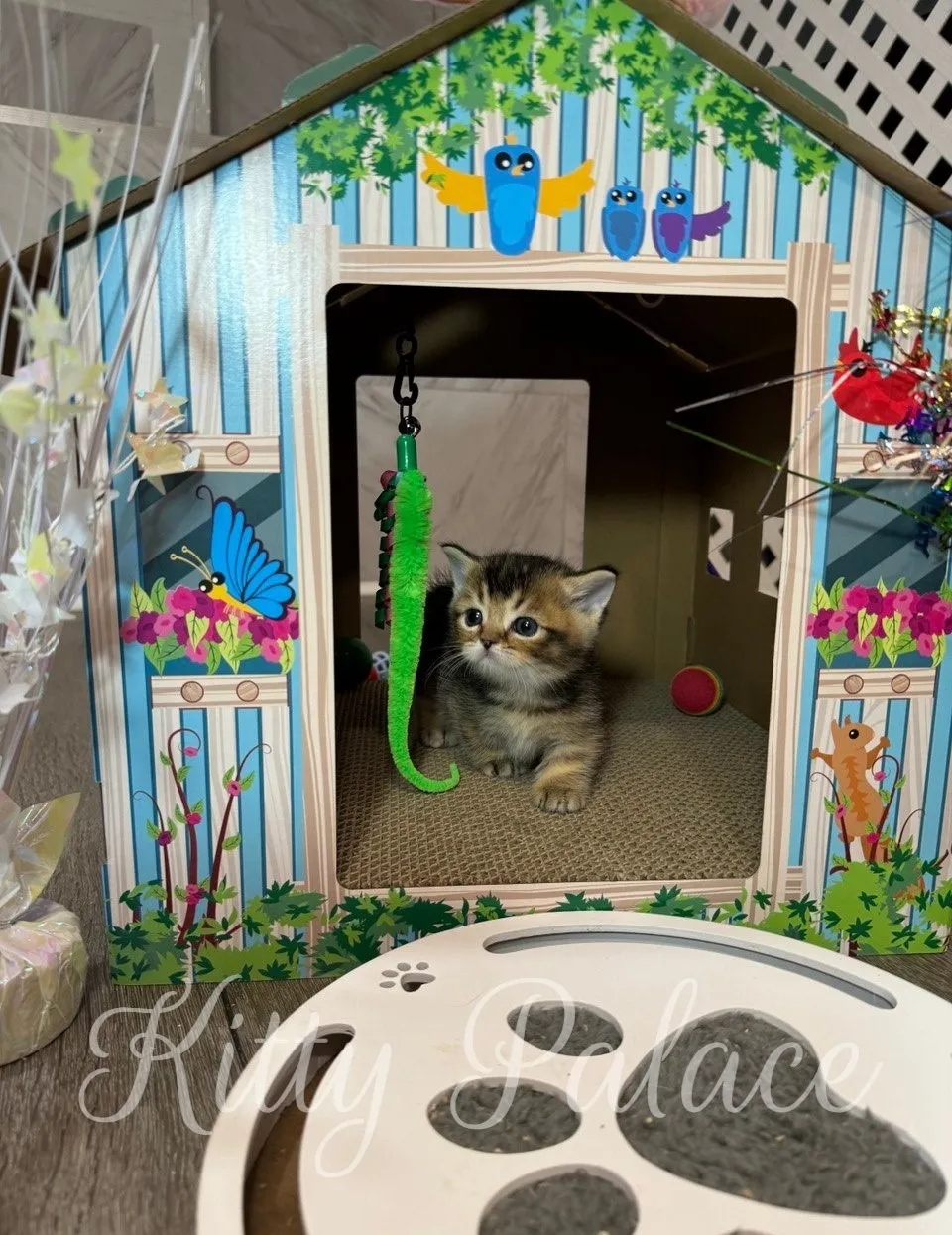 Curious Tom sits inside the playhouse watching a dangling green toy (munchkin kittens for sale NY)