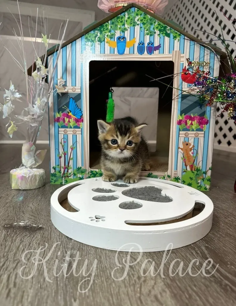 Munchkin kittens for sale NY Tom posing bravely at the playhouse door