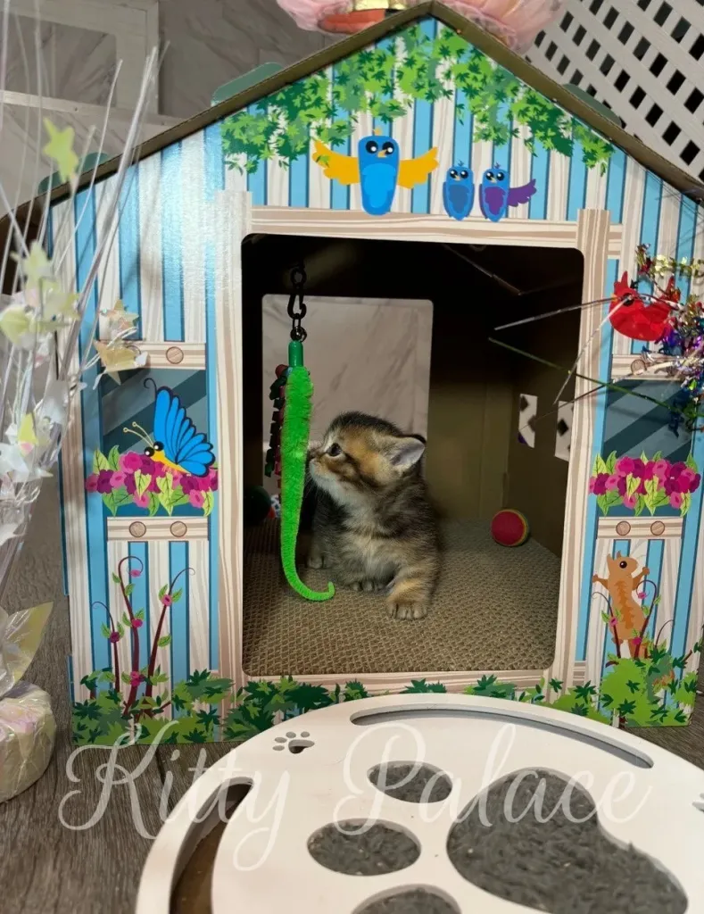 Tiny Munchkin kitten examines the green feather teaser hanging in his house