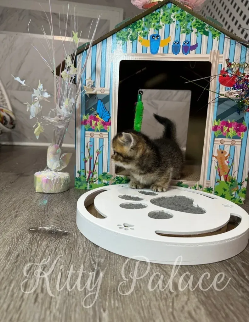 Side view of Tom stepping onto a white paw-shaped puzzle toy
