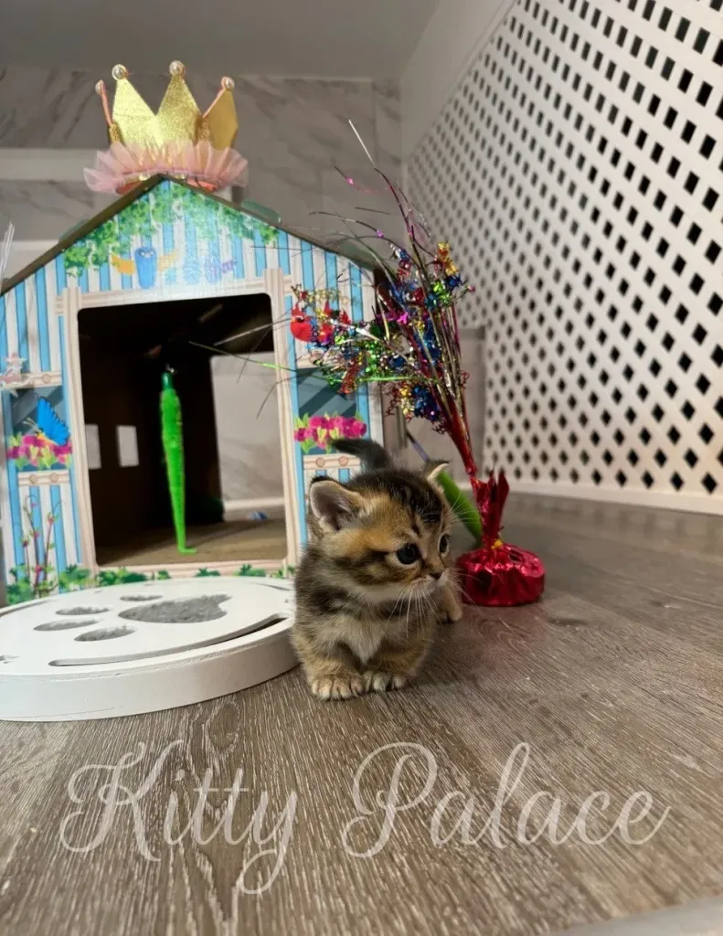 Playful Tom crouches beside glittery cat wands on the floor (Munchkin kitten, New York)