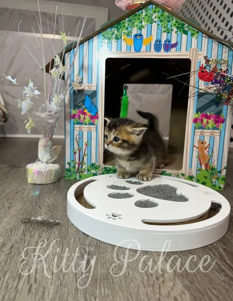 Tom, a black golden chinchilla Munchkin kitten peeks out of his painted wooden playhouse