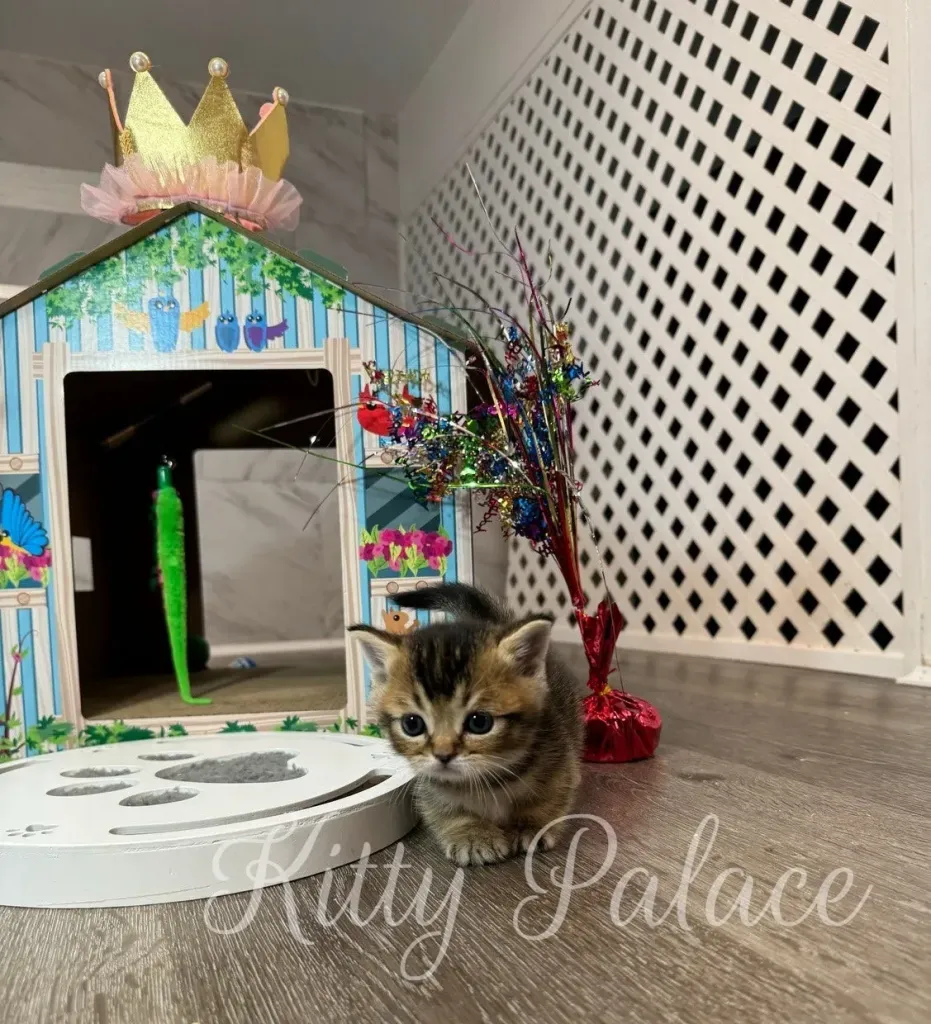 Munchkin kittens for sale NY Tom near the lattice wall, ears forward and eyes wide