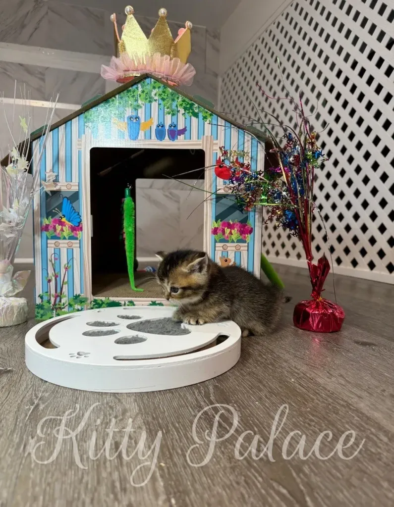 Kitten balances tiny paws on the puzzle toy, focused on play