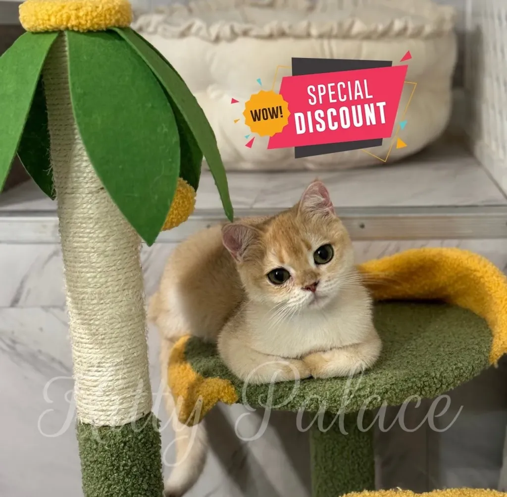 Beautiful golden shaded cat posing on green-yellow cat tree