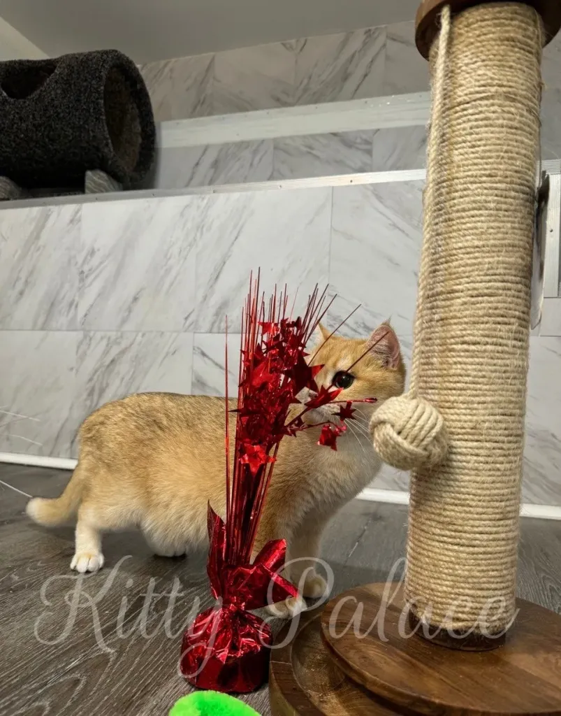Adult Scottish Straight cat sniffing a red toy by a scratching post