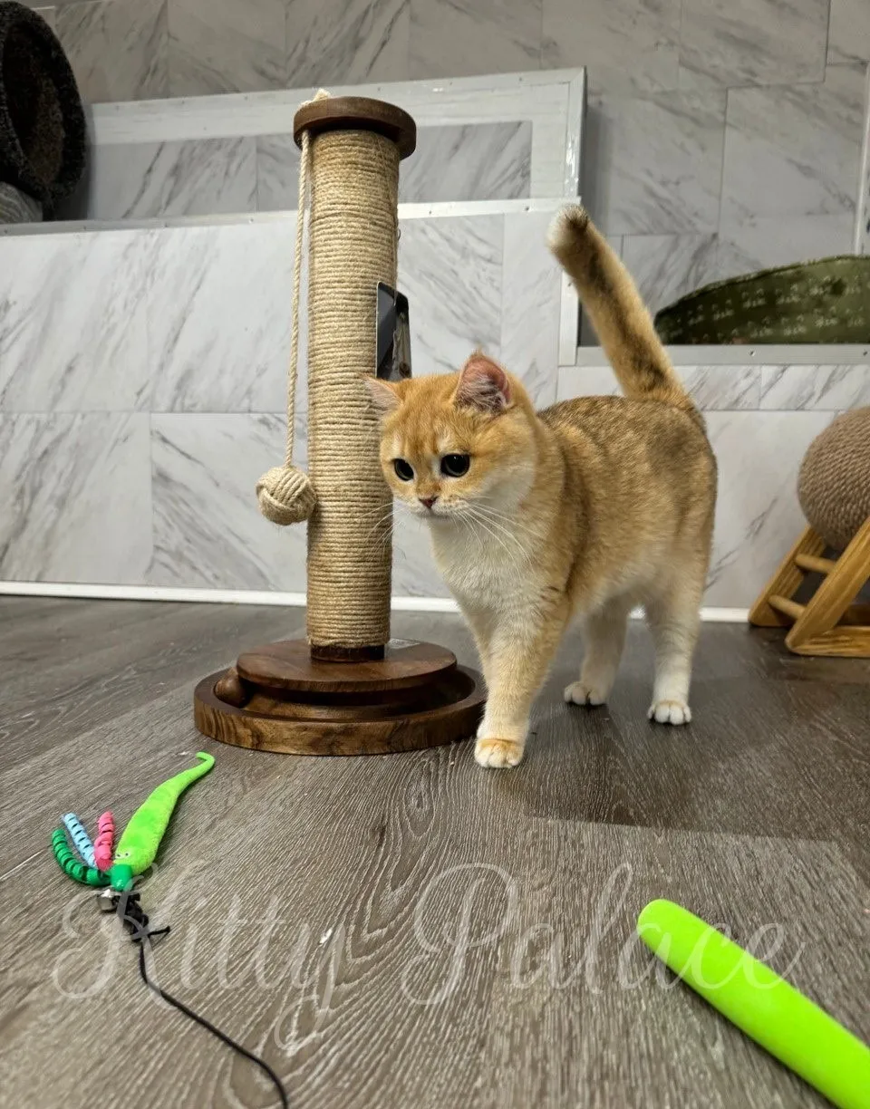 Elegant Scottish Straight cat walking with tail up next to a post