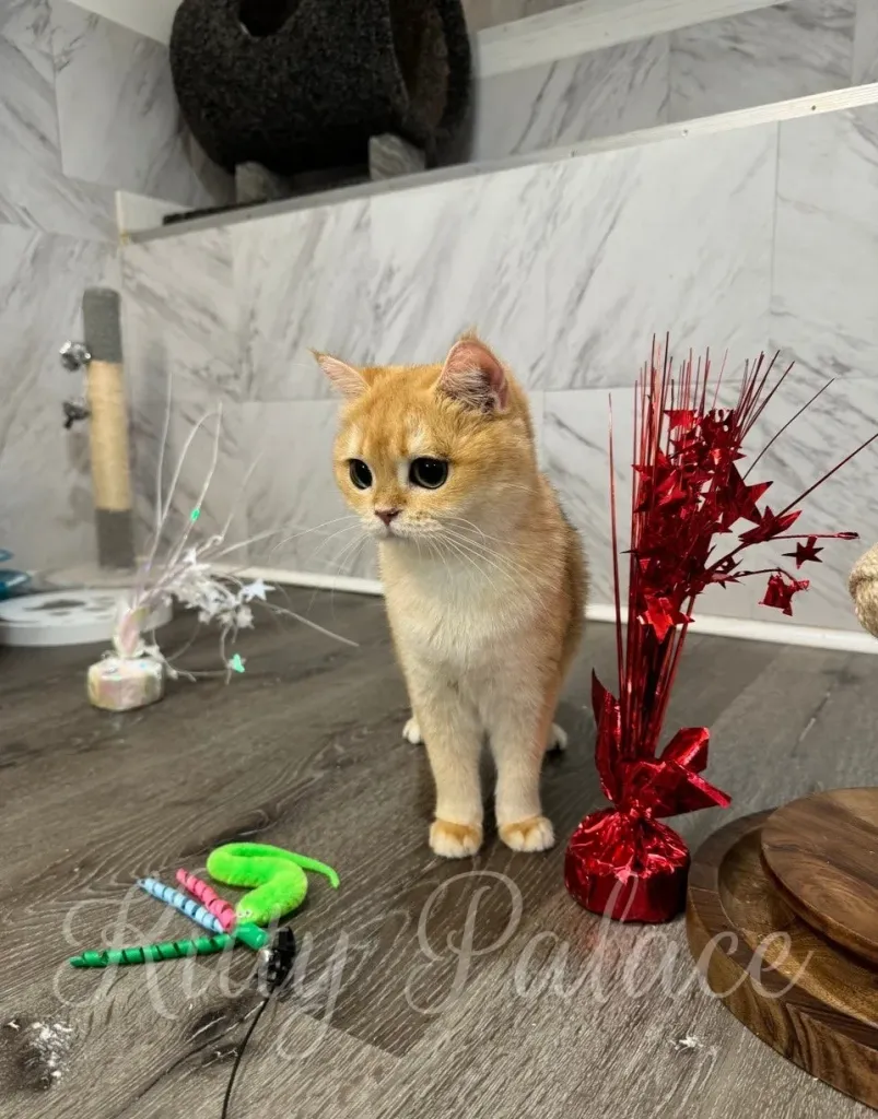 Adult golden shaded cat looking attentively at green toy