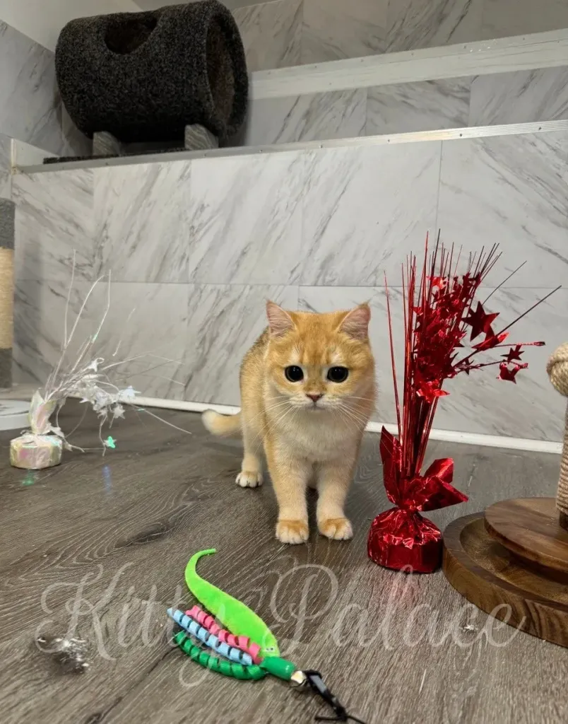 Cute black golden shaded Scottish Straight female cat in play zone