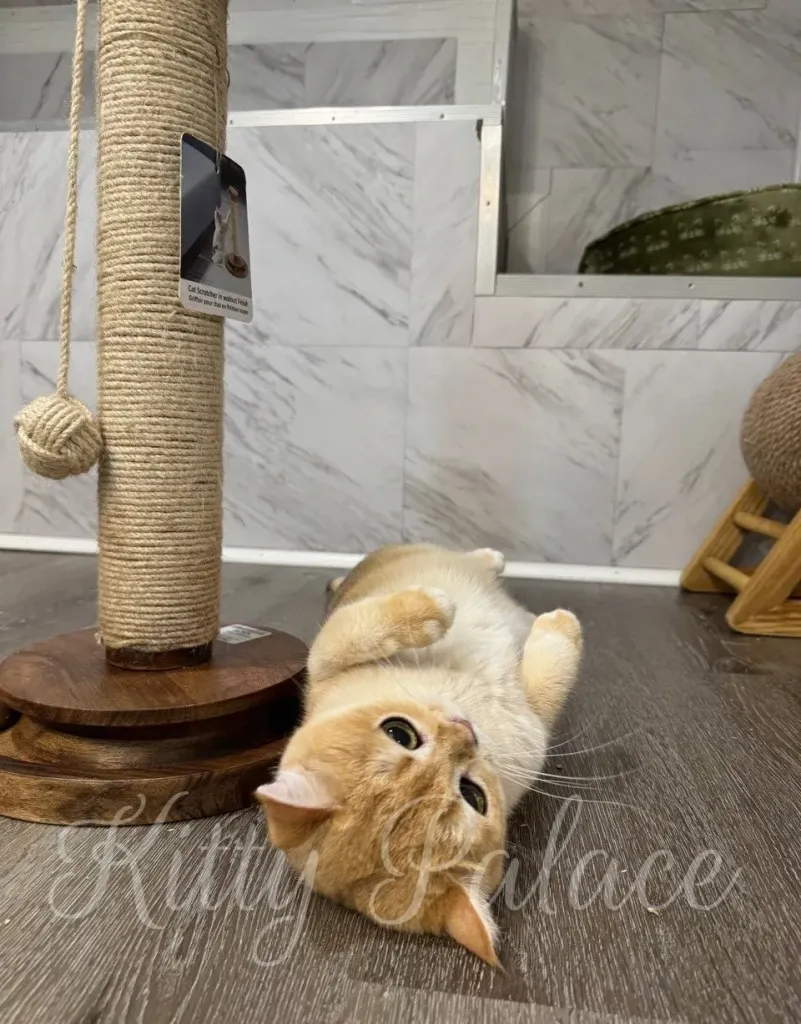 Adult golden shaded Scottish cat lying on the floor next to a scratcher