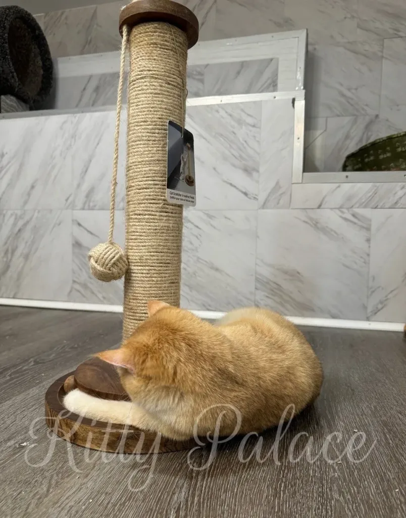 Calm and elegant cat resting with paws wrapped around post base