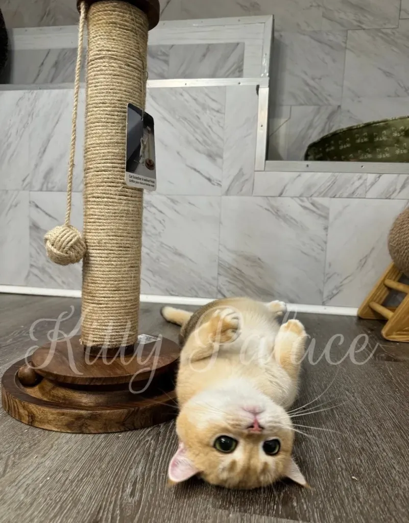 Busya relaxing upside down next to her favorite scratching post