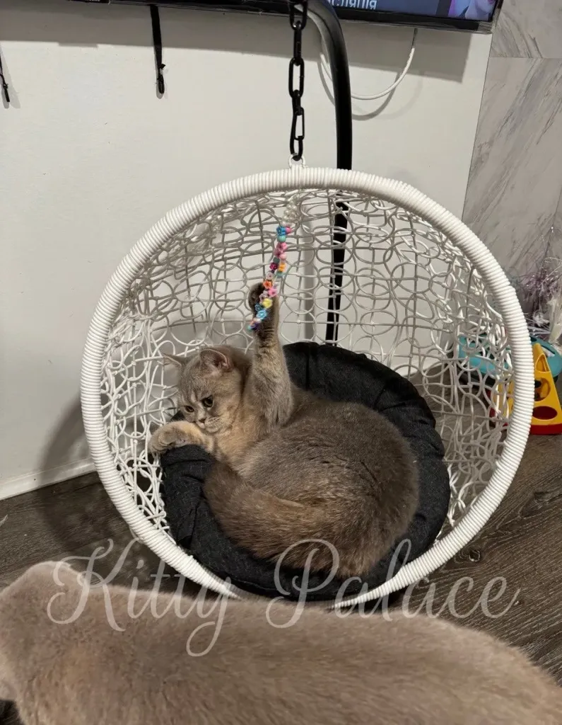 Lucky - Scottish Straight Kitten for Sale, Buy Kitten in USA. Kitty Palace Cattery