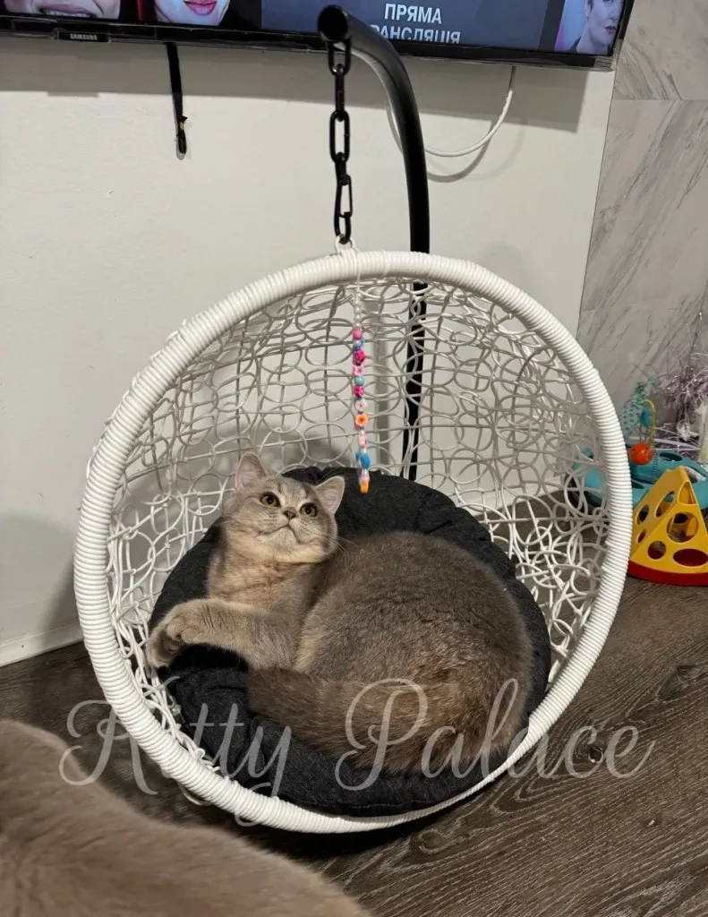 Lucky - Scottish Straight Kitten for Sale, Buy Kitten in USA. Kitty Palace Cattery