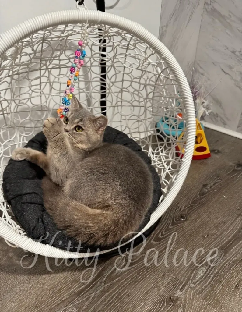 Lucky - Scottish Straight Kitten for Sale, Buy Kitten in USA. Kitty Palace Cattery