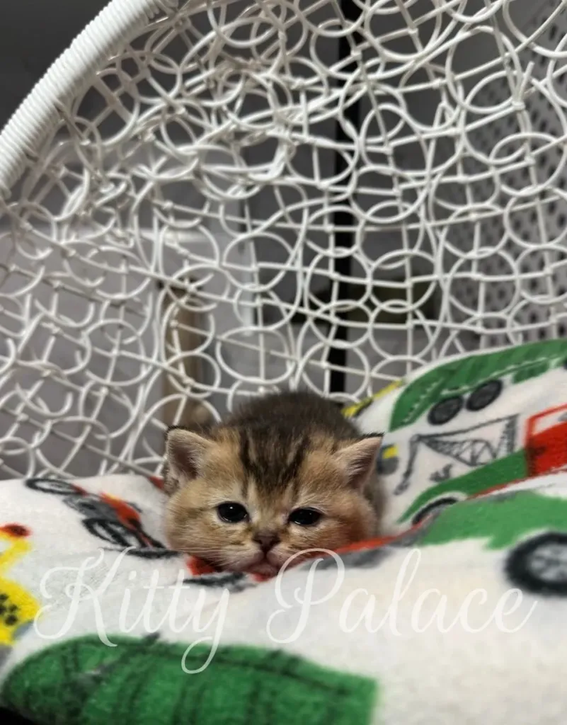 Beautiful straight cat kitten Alicia lying down on a colorful blanket