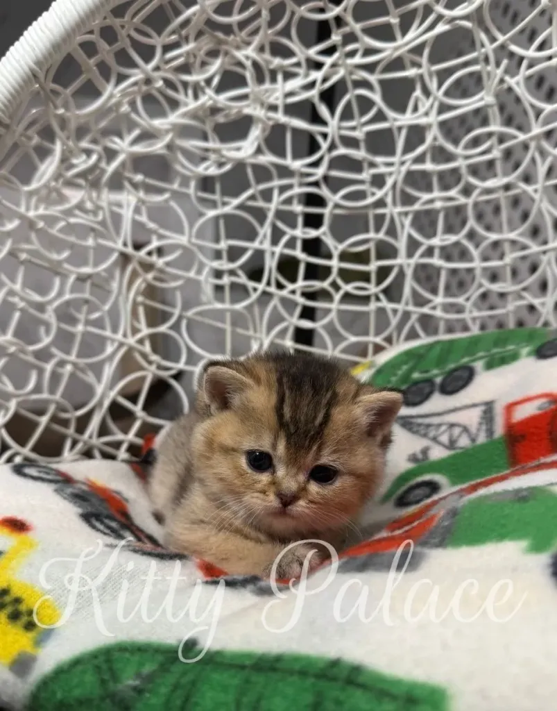 Tiny kitten Alicia exploring her space on a colorful blanket