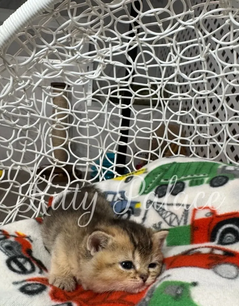 Fluffy kitten sniffing a red feather toy with eyes closed