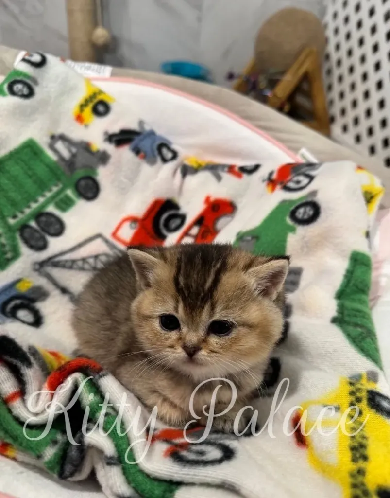 Playful kitten stretching up the side of a white hanging chair