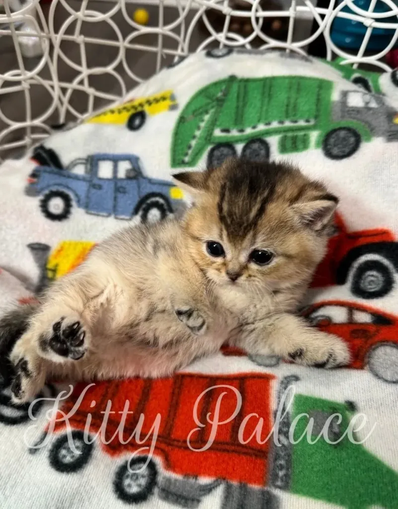 Golden straight cat kitten relaxing in a white basket chair