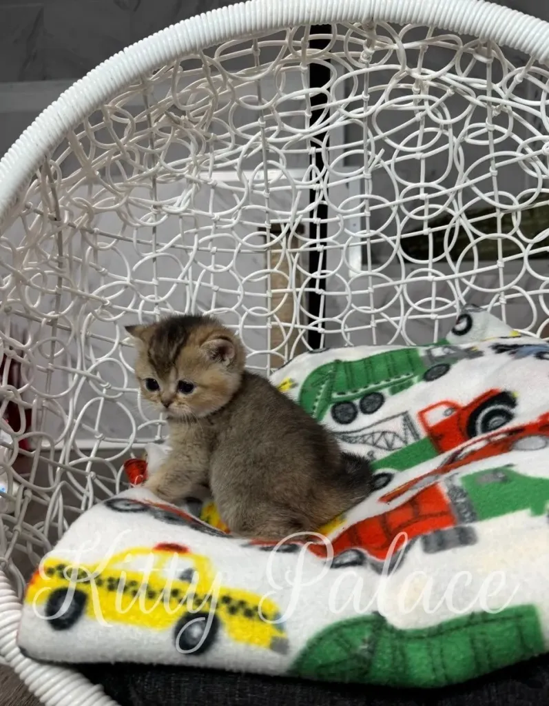 Black golden chinchilla straight cat lying on her back with paws up