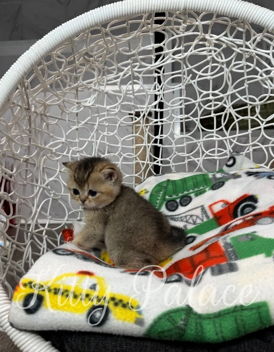 Black golden chinchilla straight cat lying on her back with paws up