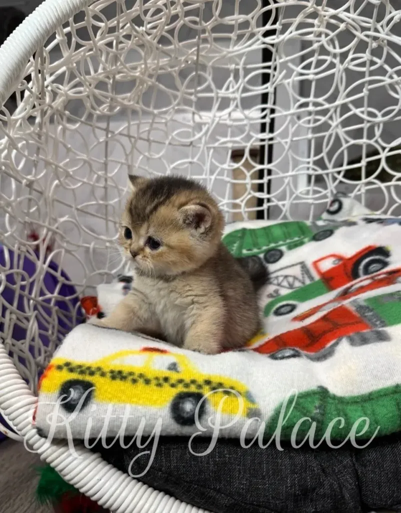 Scottish straight female kitten sitting calmly in a decorative round chair