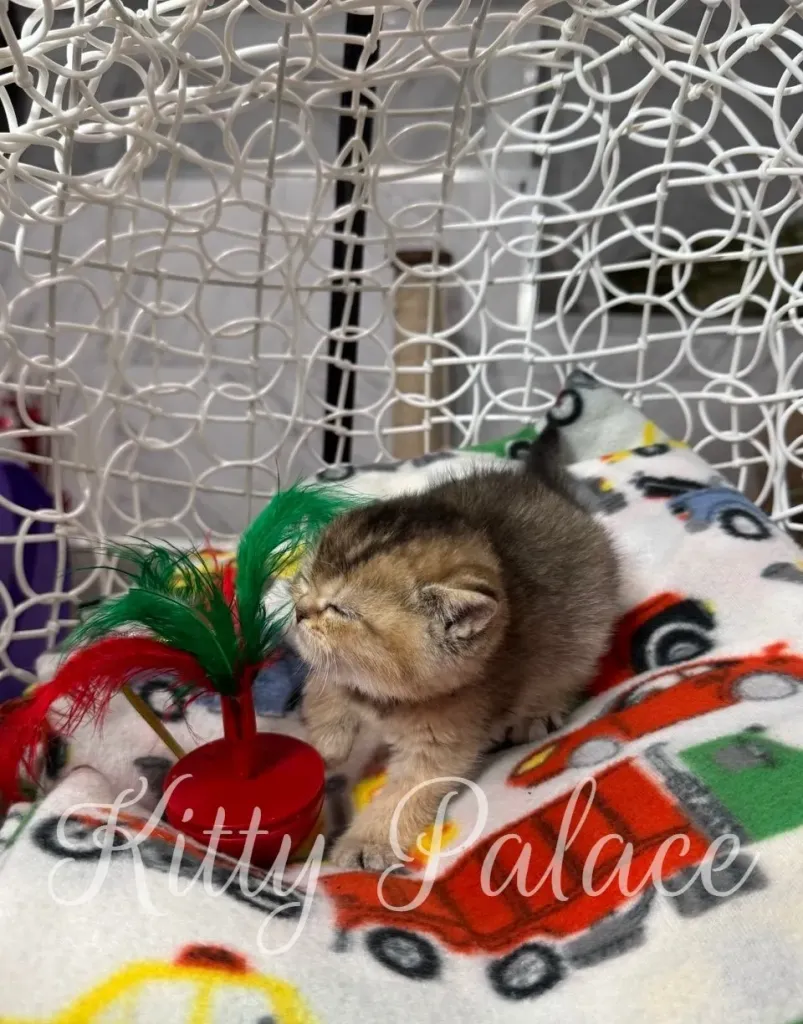 Alicia - Scottish Straight Kitten for Sale, Buy Kitten in USA. Kitty Palace Cattery