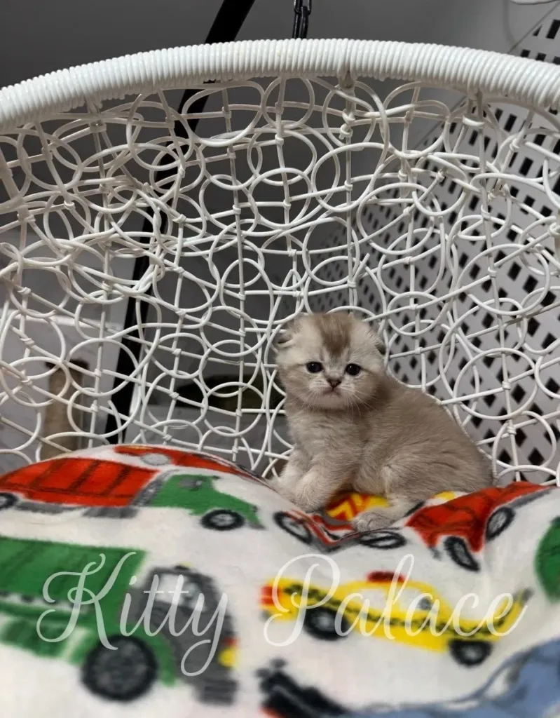 Lilac Scottish Fold kitten Barbie posing adorably on a swing chair – scottish fold cat for sale near me.