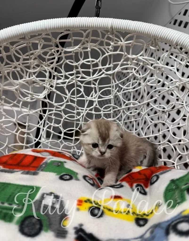 Tiny kitten Barbie exploring her blanket with a focused look.