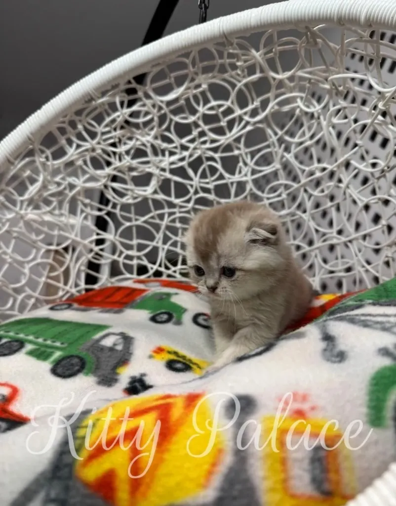Curious Scottish Fold kitten Barbie gazing over the edge of the pillow.