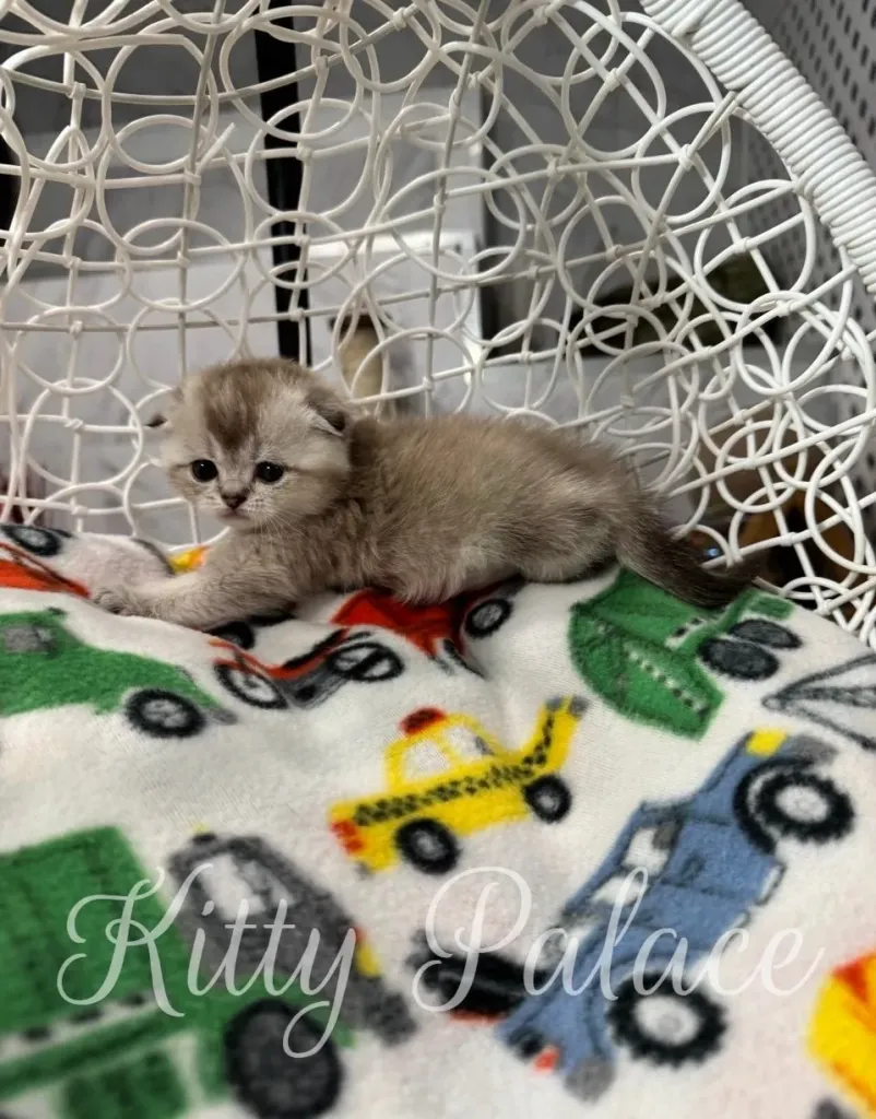 Kitten Barbie stretching on her cozy patterned blanket.