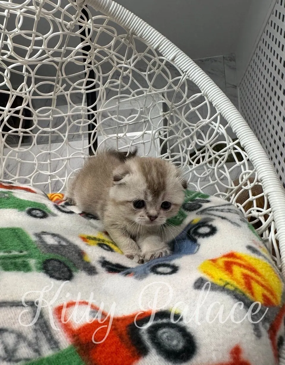 Adorable Scottish Fold kitten lying down with an attentive gaze – ideal for those looking for scottish fold cat for sale near me.