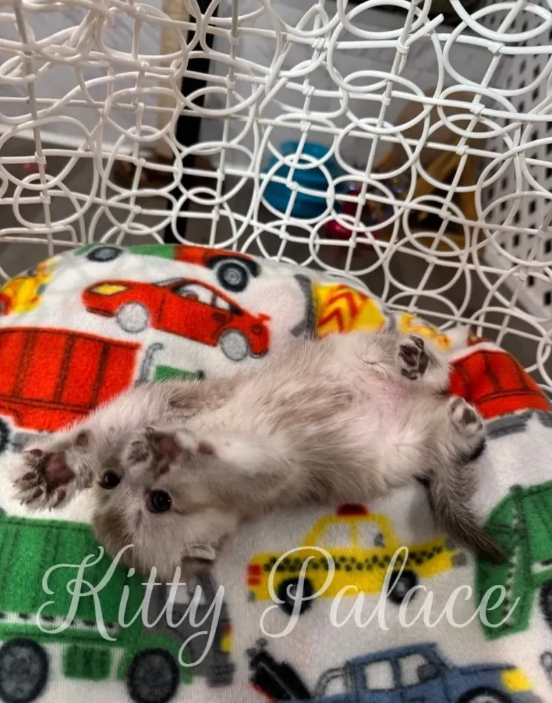 Barbie playing upside down on her back, showing her playful mood.