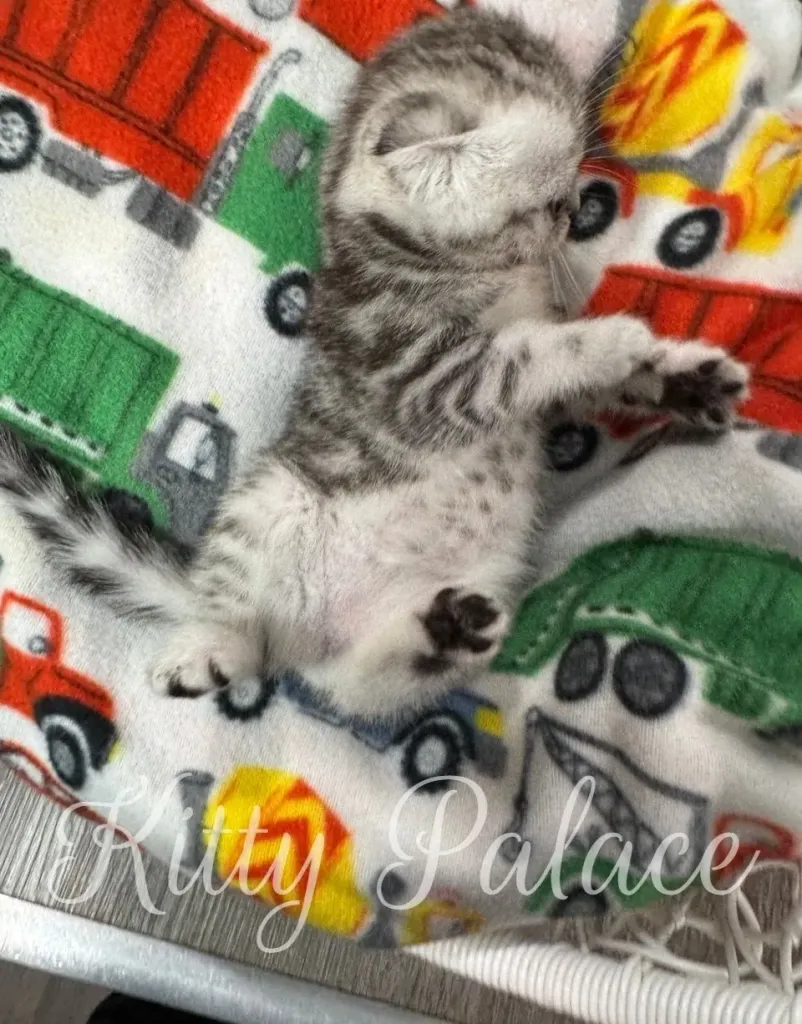 Bella - Scottish Fold Kitten for Sale, Buy Kitten in USA. Kitty Palace Cattery