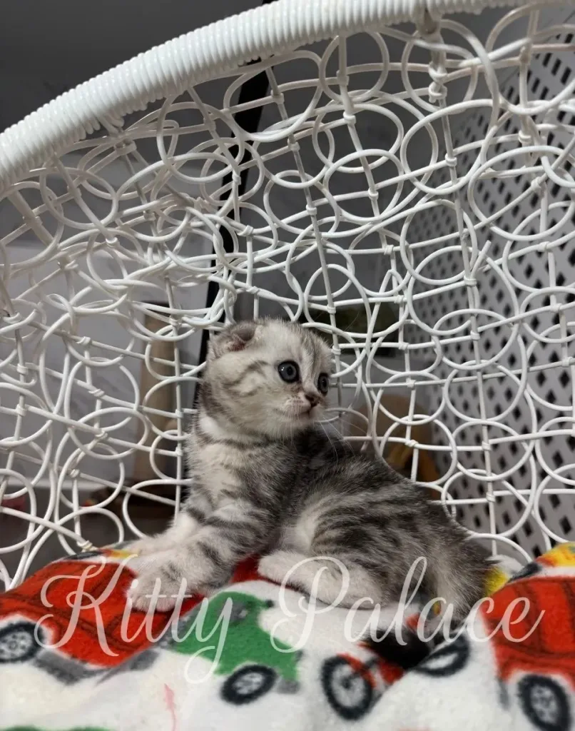 Bella, silver ticked marble kitten, curiously watching from her cozy chair