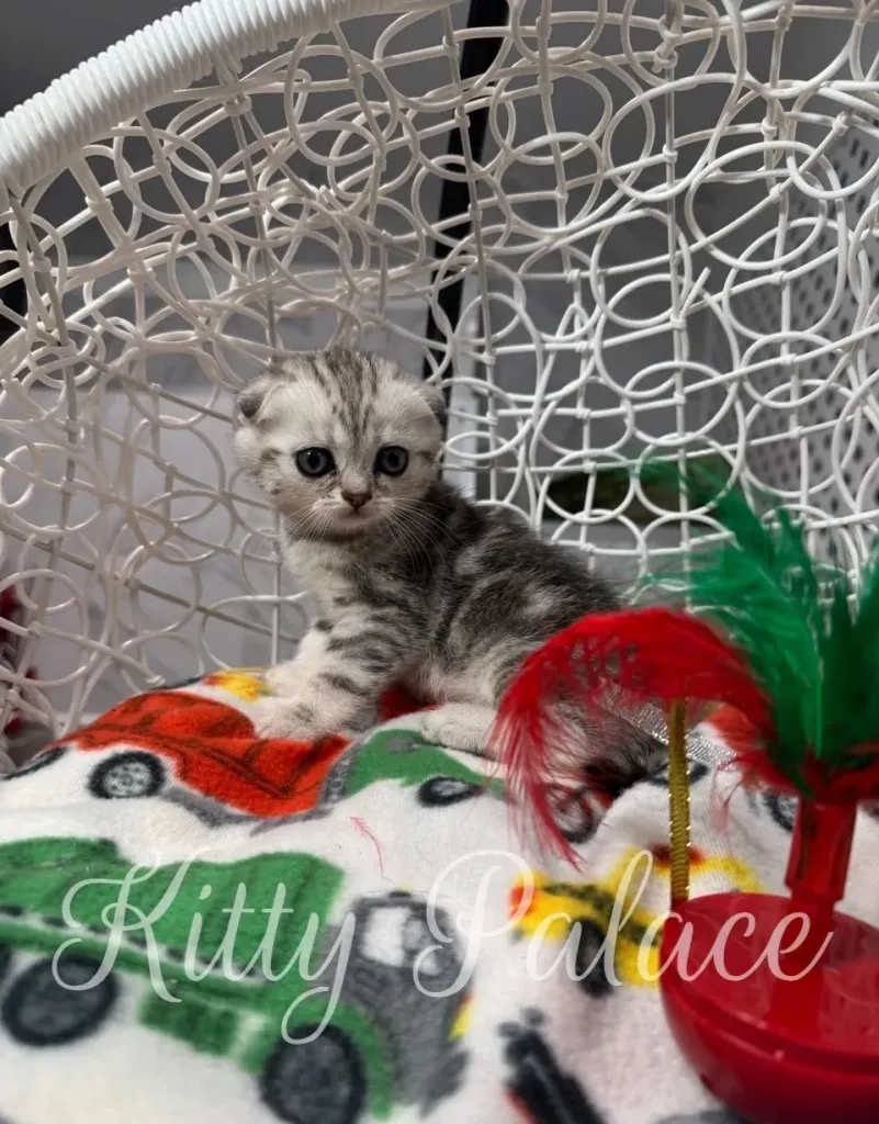 Scottish Fold kitten for sale in California – Bella sitting next to a feather toy
