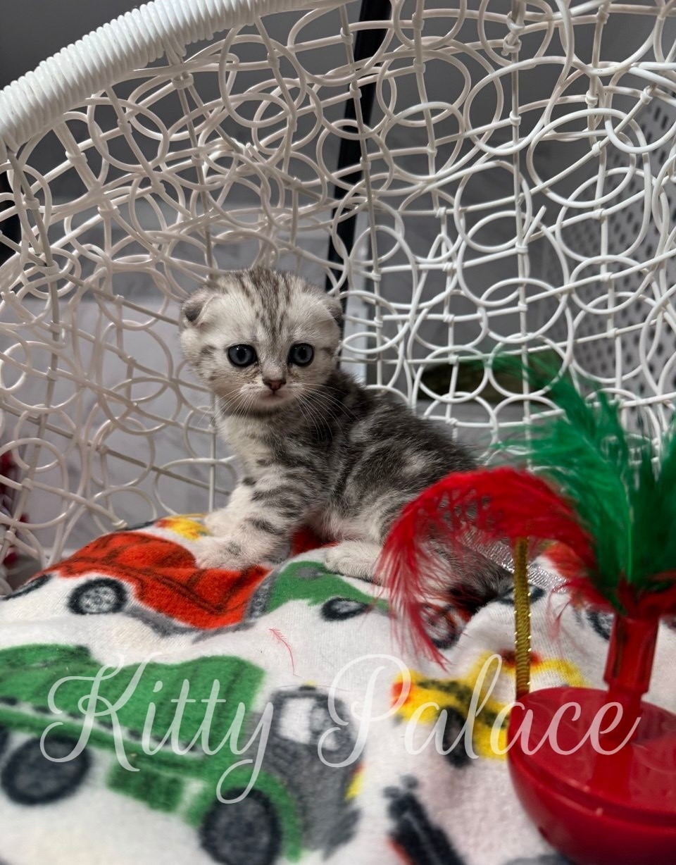 Bella - Scottish Fold Kitten for Sale, Buy Kitten in USA. Kitty Palace Cattery