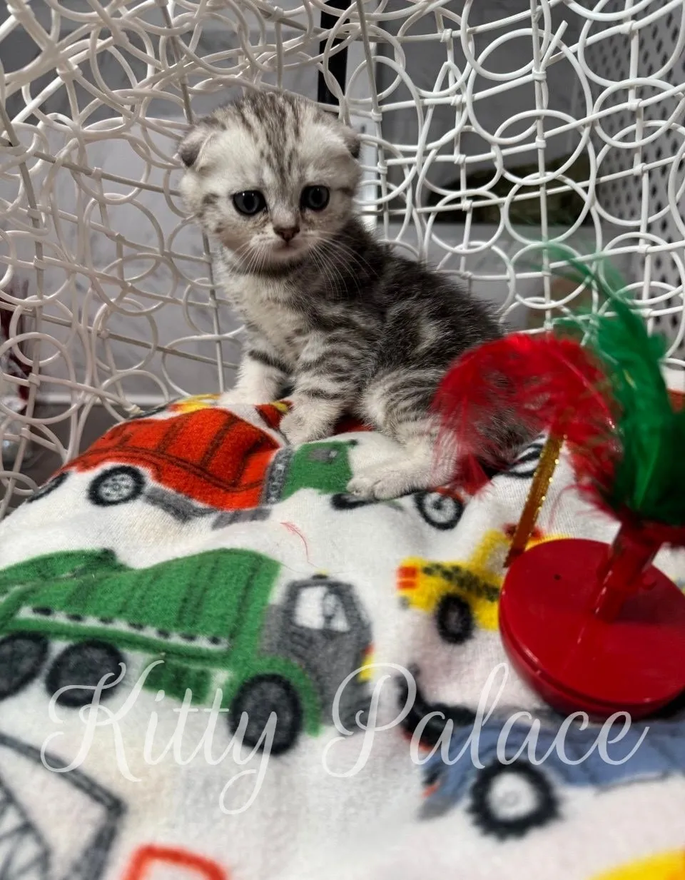 Close-up of Bella the silver marble Scottish Fold kitten looking alert