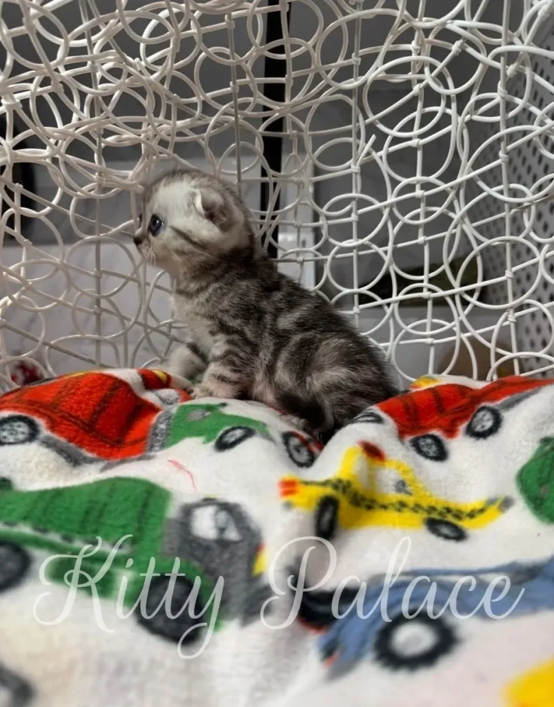 Playful Bella Scottish Fold kitten looking up with a curious expression