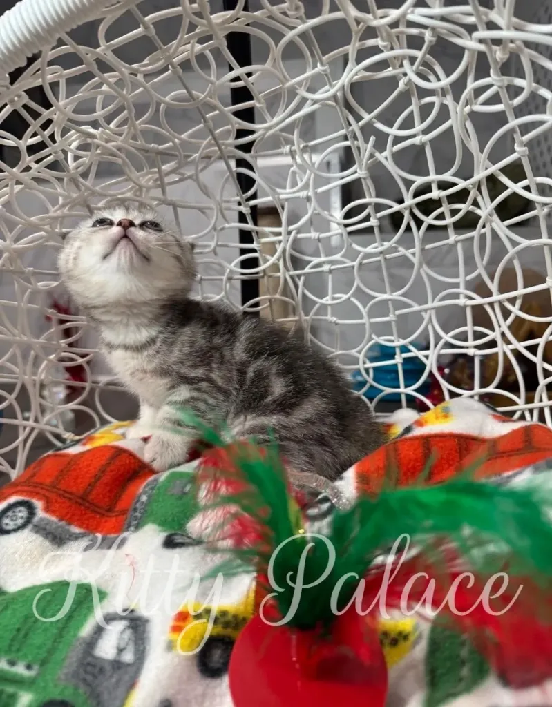 Scottish Fold kitten Bella stretching on her colorful blanket