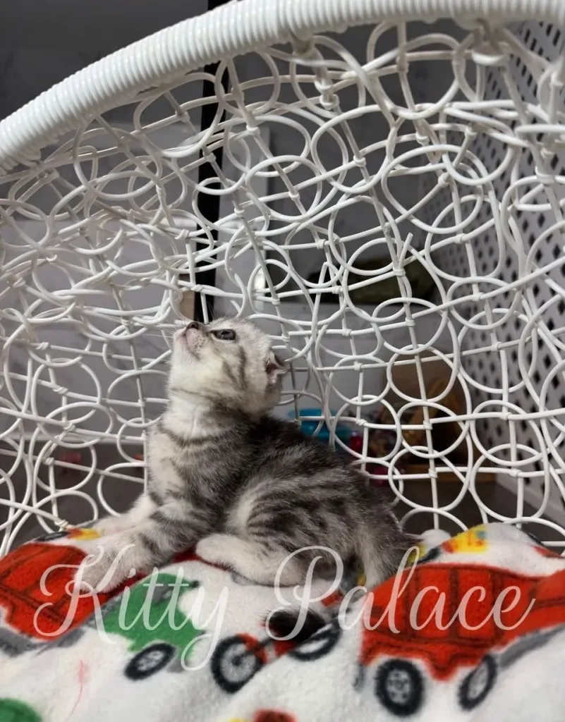 Silver marble kitten Bella gazing upward inside white hanging chair