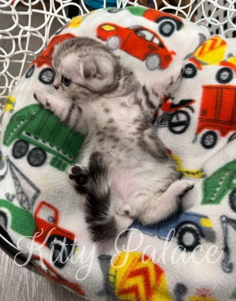 Fluffy Scottish Fold kitten with folded ears and marble markings lying down